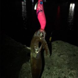 雰囲気は良かったのに…劇渋ヒイカ釣り(><)