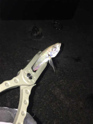 アジングでセイゴ