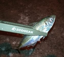 ナイトガシリング？