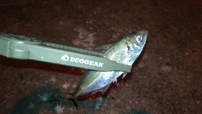 ナイトガシリング？