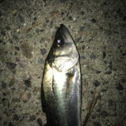 釣れない時はチーバス狙い