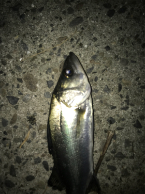 釣れない時はチーバス狙い