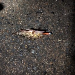 まさかのアカイカ釣れました