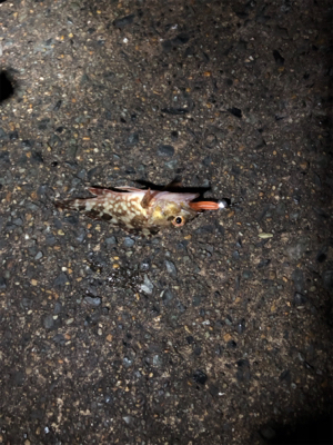 まさかのアカイカ釣れました