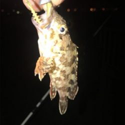 何とかチビガシラ＿φ(￣ー￣ )