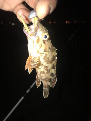 何とかチビガシラ＿φ(￣ー￣ )