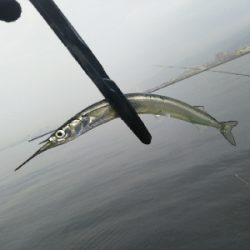 飲ませ不発、サヨリ良い感じ。