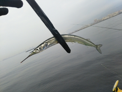 飲ませ不発、サヨリ良い感じ。