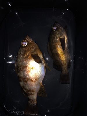 メバルプラッキング