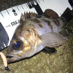 カサゴ活性高し