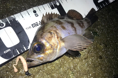 カサゴ活性高し