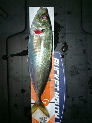 佐賀関に尺アジを求めて