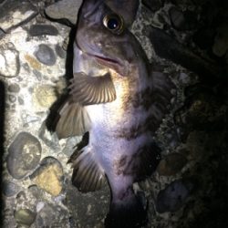 マリンピア沖洲でライトゲーム