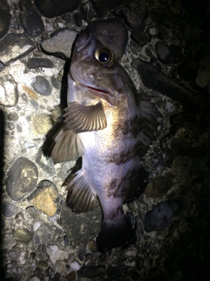 マリンピア沖洲でライトゲーム