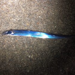 おチビのタッチ〜ʅ（◞‿◟）ʃ