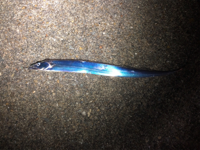 おチビのタッチ〜ʅ（◞‿◟）ʃ