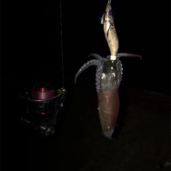 やっぱり渋いヒイカ釣り(＞＜)