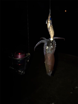 やっぱり渋いヒイカ釣り(＞＜)