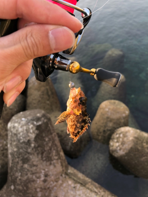 アジング もどき