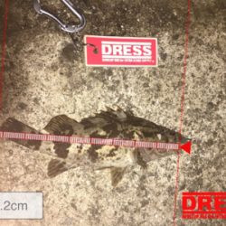 どうしてもアジ食べたい。。