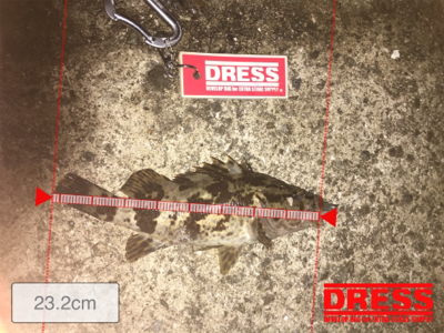 どうしてもアジ食べたい。。