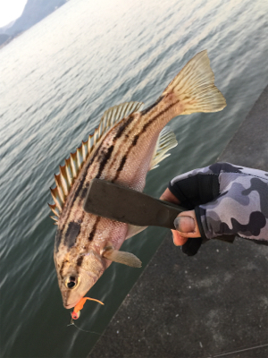 モーニングアジング