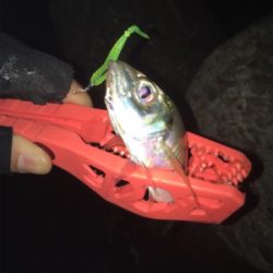 またアジング〜