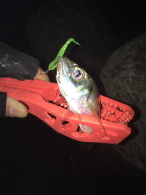 またアジング〜