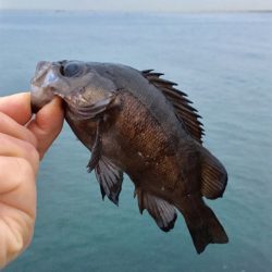 メバルデイゲーム