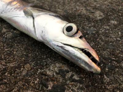 まだおった太刀魚