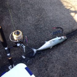 60cm近い丸々したサゴシ×2匹