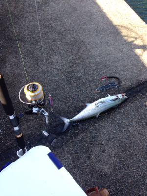 60cm近い丸々したサゴシ×2匹