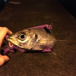 大阪湾奥アジング 五目達成