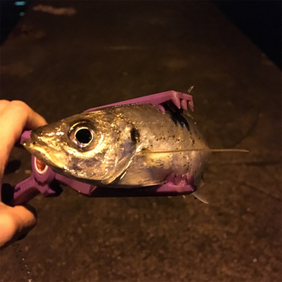 大阪湾奥アジング 五目達成