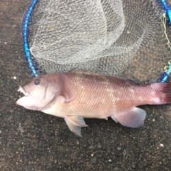 1ゴブ、2チャリ