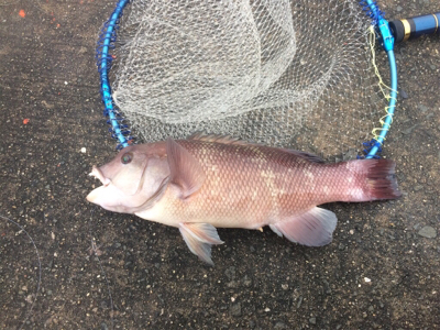 1ゴブ、2チャリ