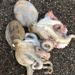 なんとか釣れたものの‥