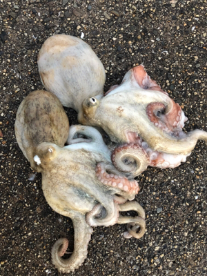 なんとか釣れたものの‥