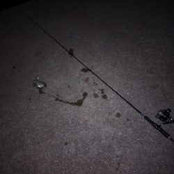 引き釣りテンヤでミラクル発生