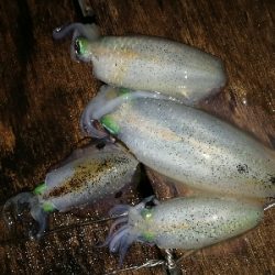 アオリイカ、アジ