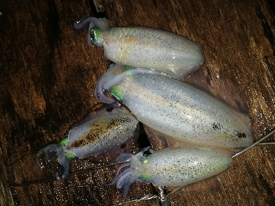 アオリイカ、アジ