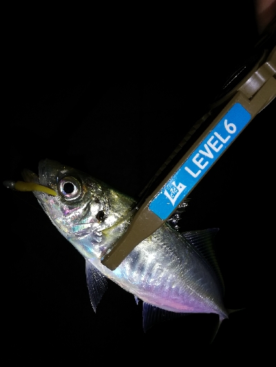 渋い、でもそれも楽しい♪