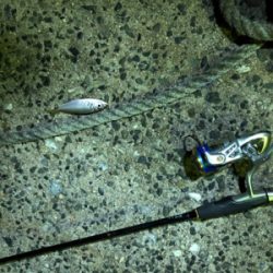 ナイトアジング