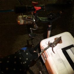 念願のヒイカ沖漬け!