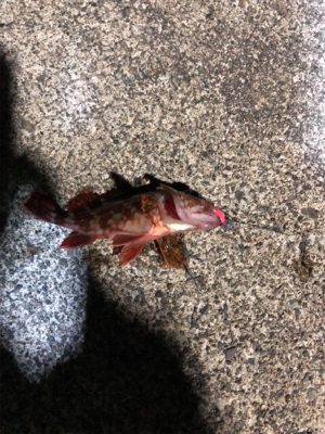 ナイトロックフィッシュゲーム