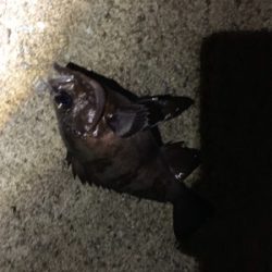 フロートメバル！