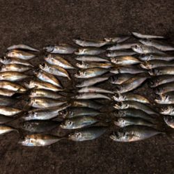 アジングプラクティス