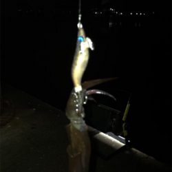 久しぶりに高活性のヒイカ釣り\(^^)/