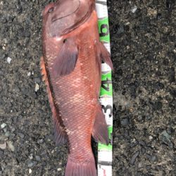 ビック/スモール