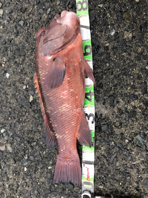 ビック/スモール